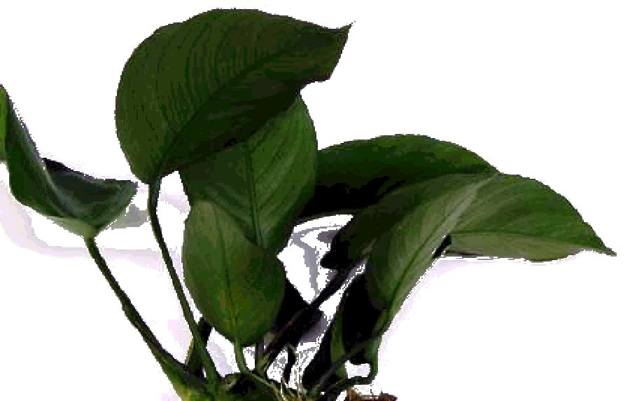 Anubias Barteri var. Barteri 5