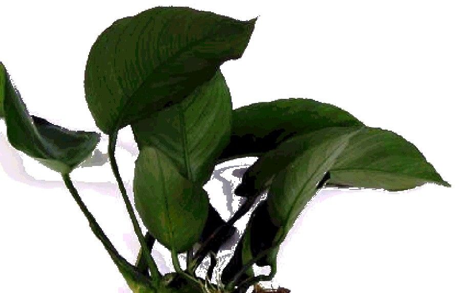 Anubias Barteri var. Barteri 5