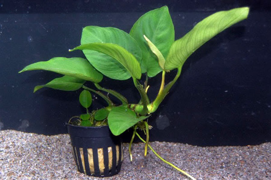 Anubias Barteri var. Barteri 6