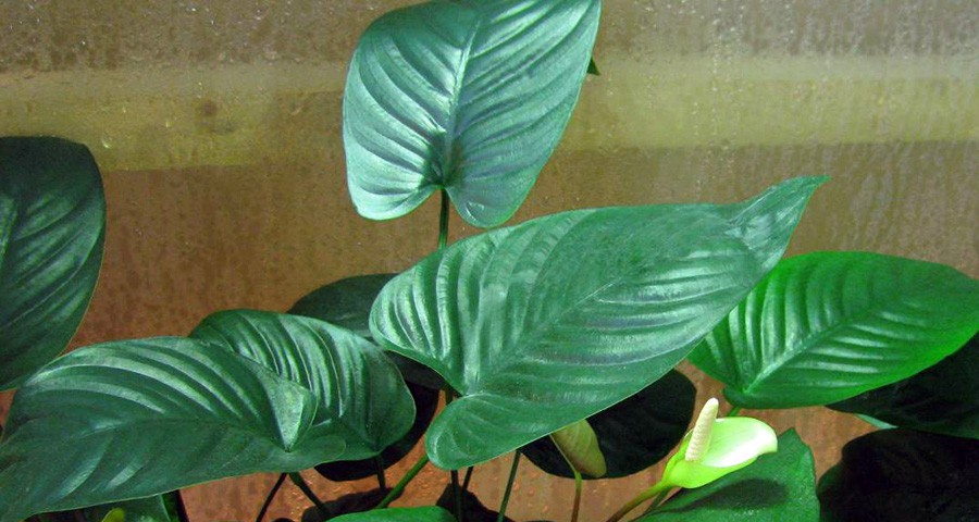 Hoja lanza de mango largo