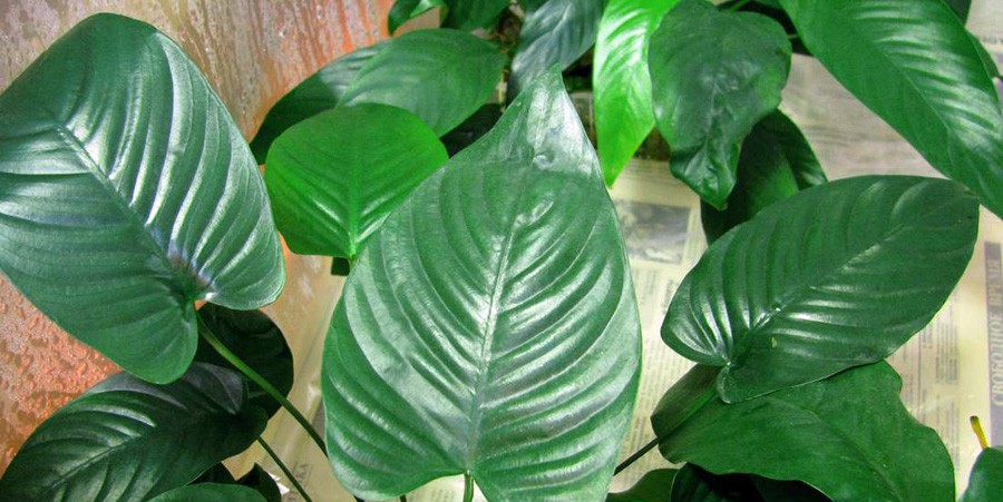 Anubias Barteri var. Caladiifolia 2