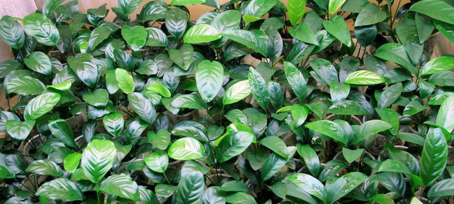 Anubias Barteri var. Caladiifolia 3