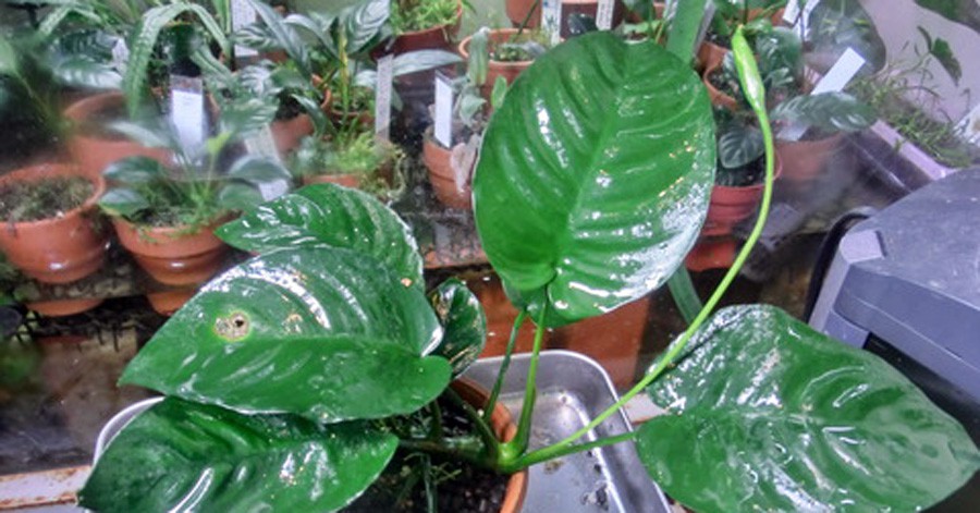 Anubias Barteri var. Caladiifolia 4
