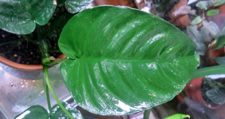 Anubias Barteri var. Caladiifolia 5