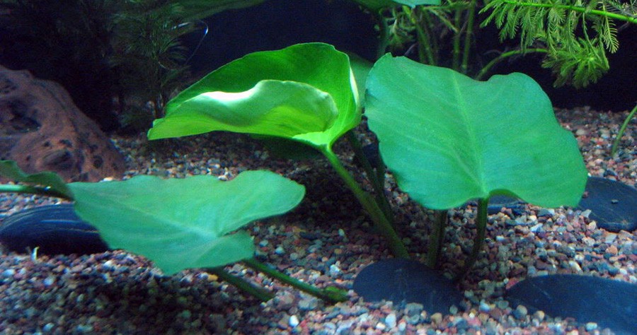 Anubias Barteri var. Caladiifolia 6