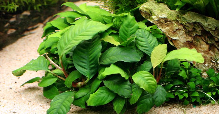Anubias Café