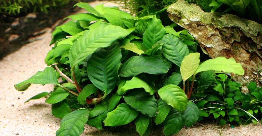 Anubias Café