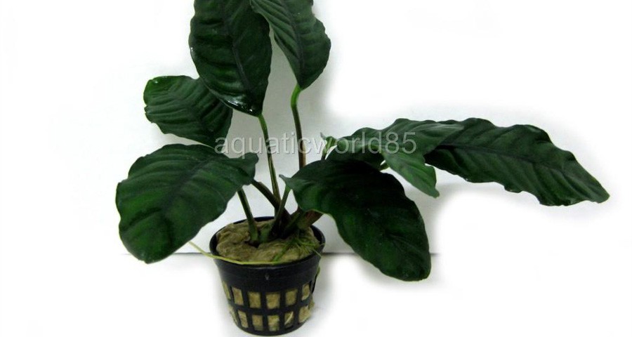 Anubias Barteri var. Coffeefolia 2