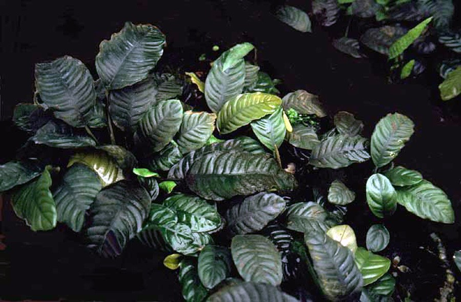 Anubias Barteri var. Coffeefolia 3
