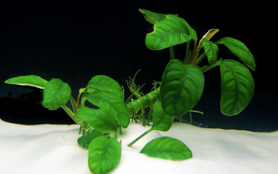 Anubias Barteri var. Coffeefolia 4
