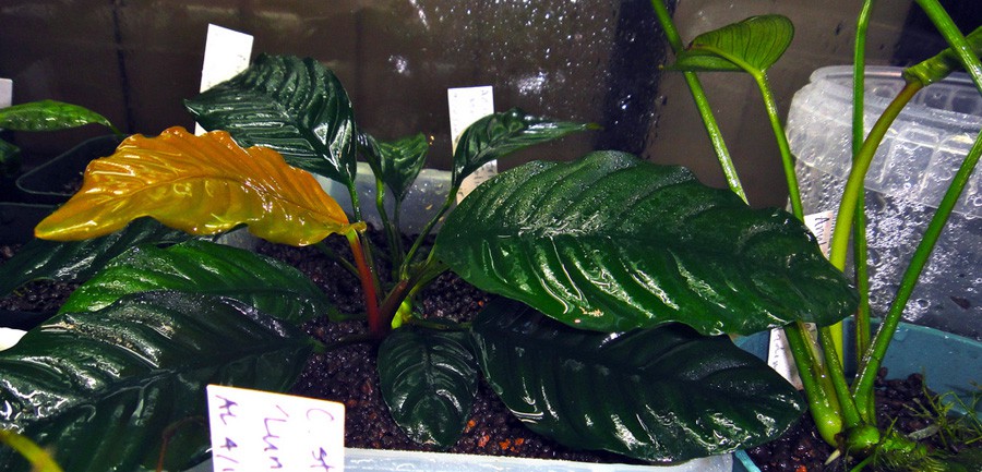 Anubias Barteri var. Coffeefolia 5