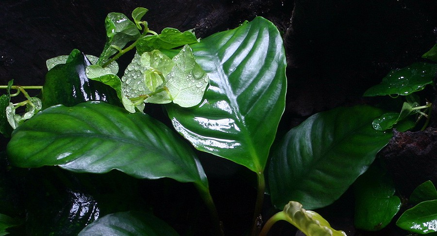 Anubias Barteri var. Coffeefolia 6