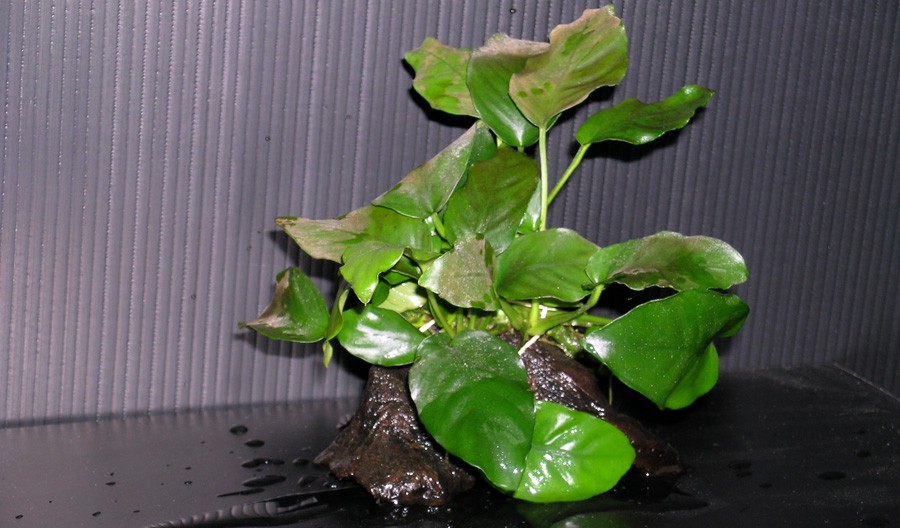 Anubias enanas