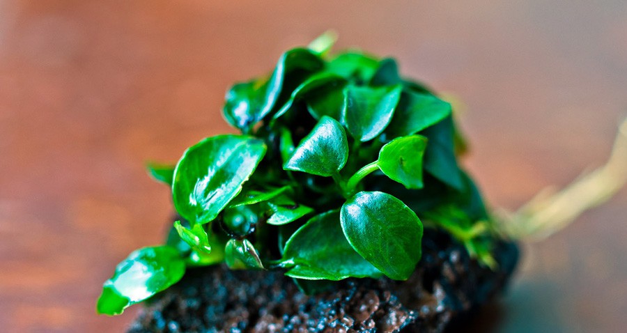 Anubias Barteri var. Nana 2