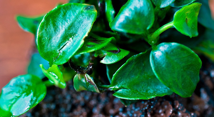 Anubias Barteri var. Nana 3