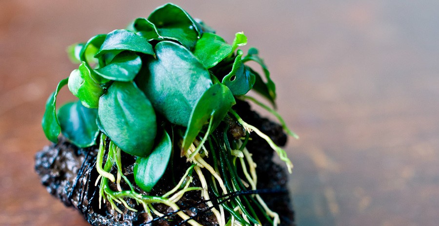 Anubias Barteri var. Nana 4