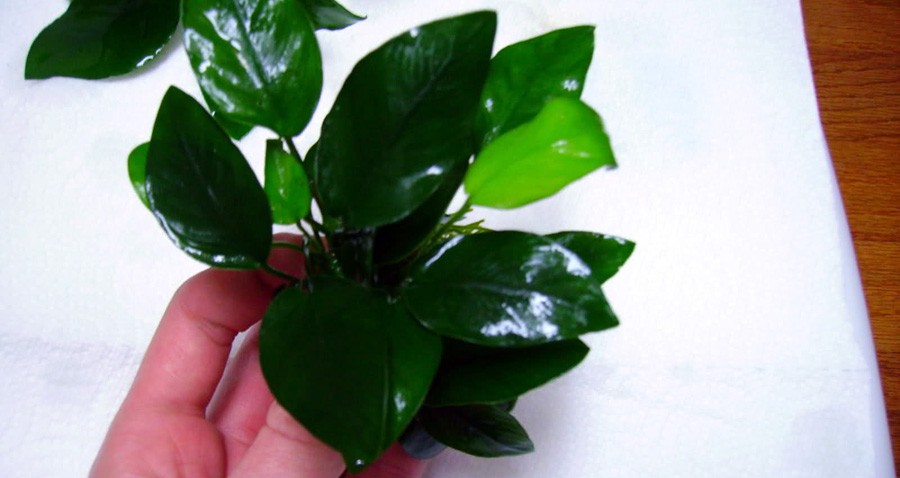 Anubias Barteri var. Nana 5