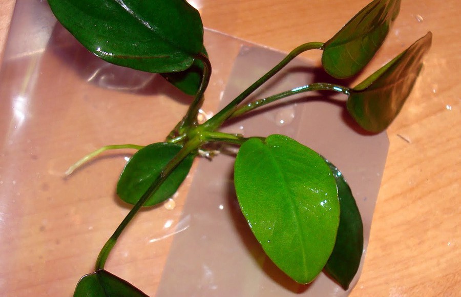 Anubias Barteri var. Nana 6