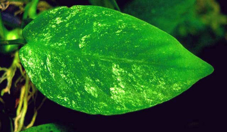 Anubias Barteri var. Nana 'Marble' 2