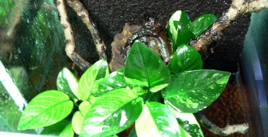 Anubias Barteri var. Nana 'Marble' 3