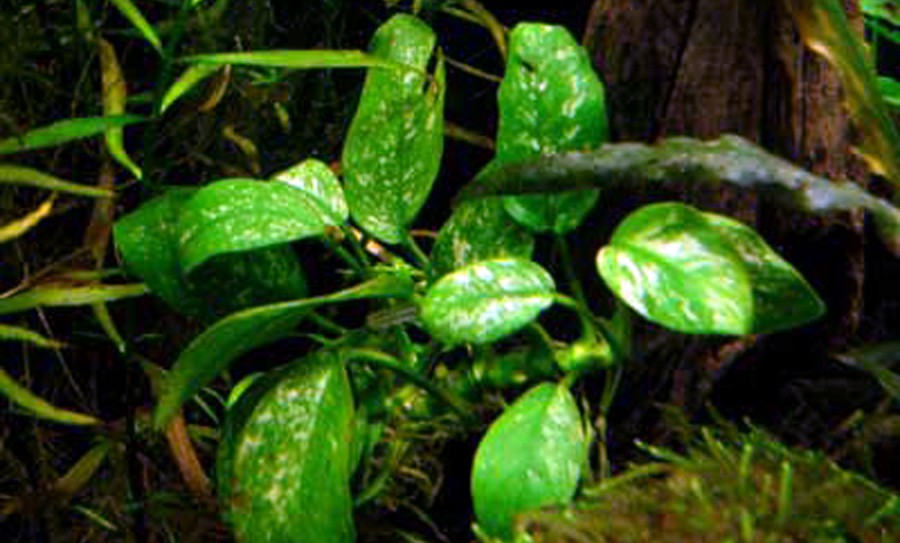 Anubias Barteri var. Nana 'Marble' 4
