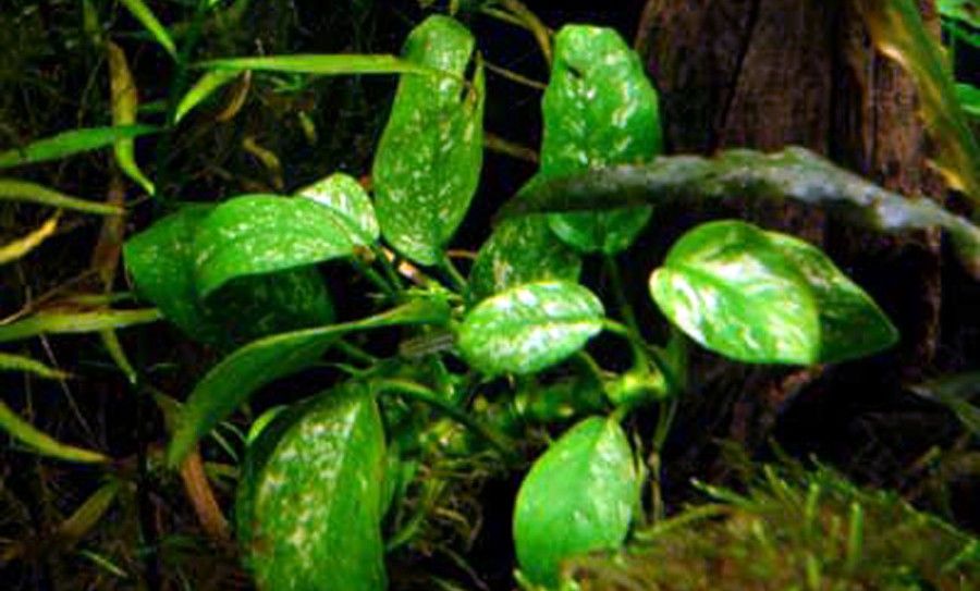 Anubias Barteri var. Nana 'Marble' 4