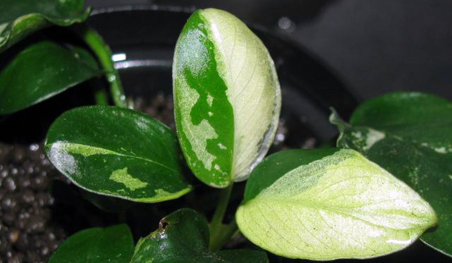 Anubias Barteri var. Nana 'Marble' 5
