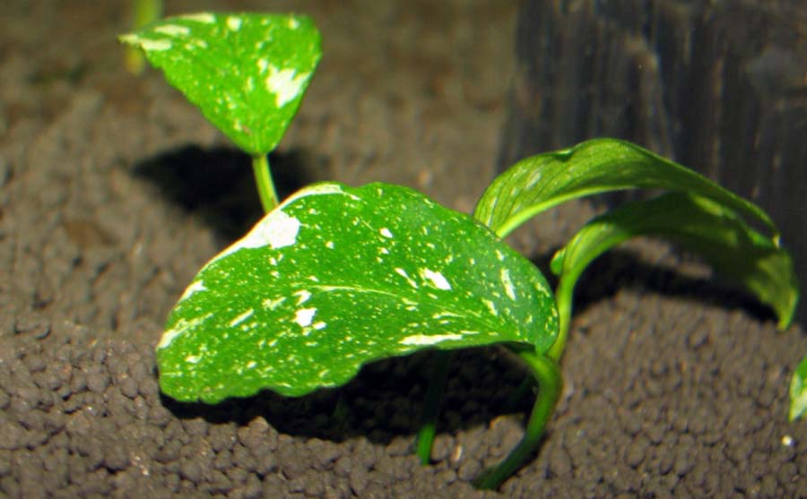 Anubias Barteri var. Nana 'Marble' 6