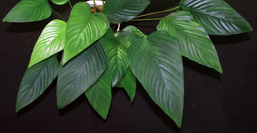 Anubias Gracilis 2