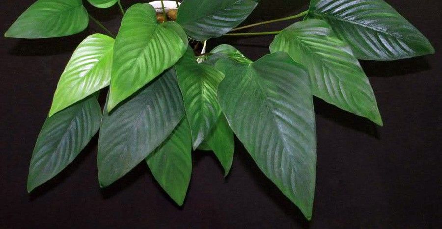 Anubias Gracilis 2