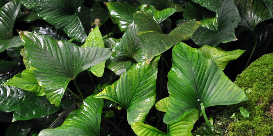 Anubias Gracilis 3