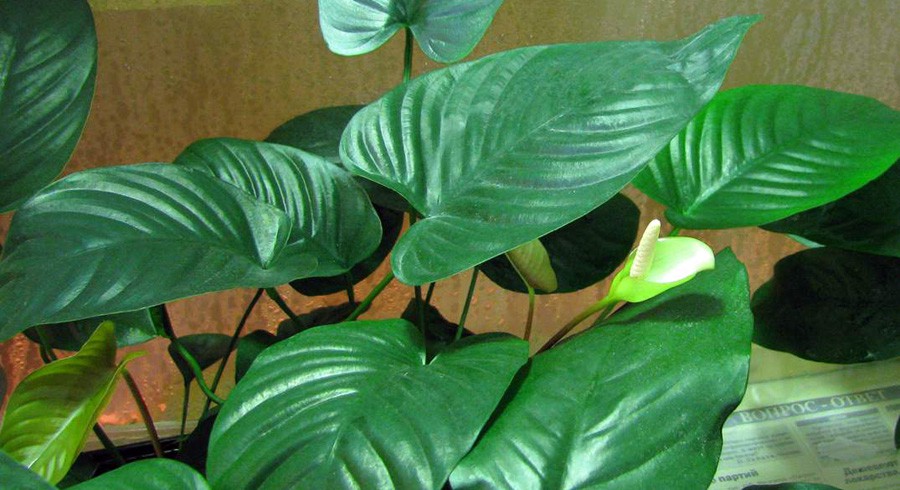 Anubias Gracilis 4