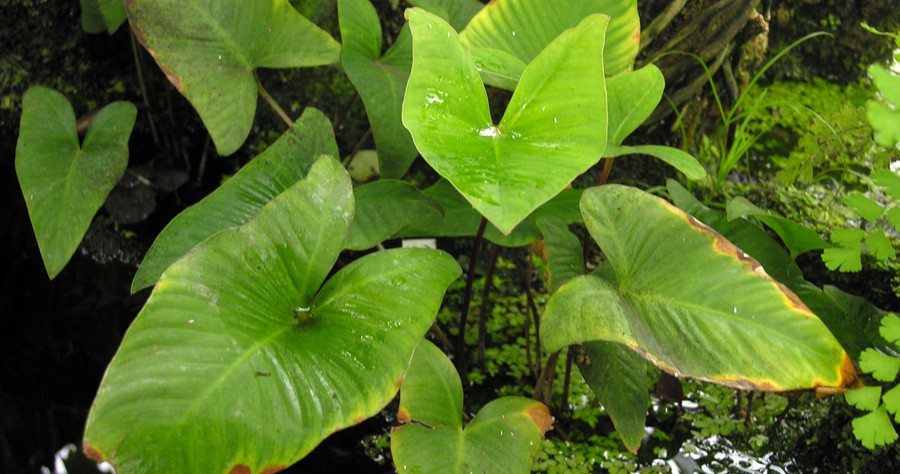 Anubias Gracilis 5