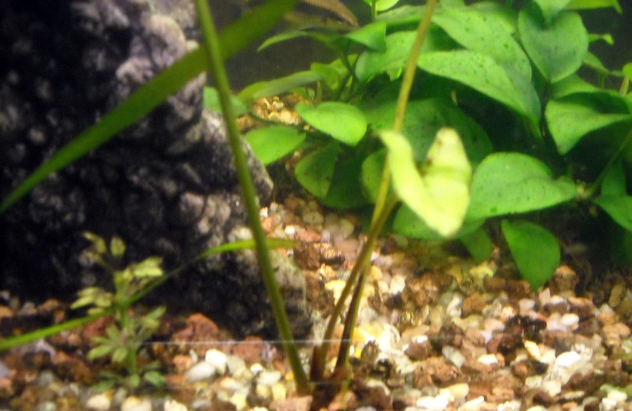 Anubias Gracilis 6