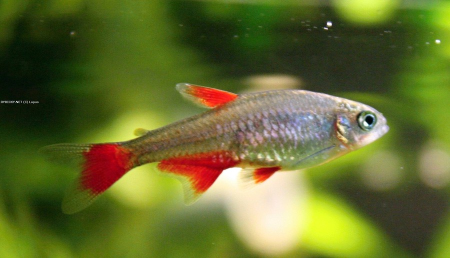 Tetra de Aleta Sangrante