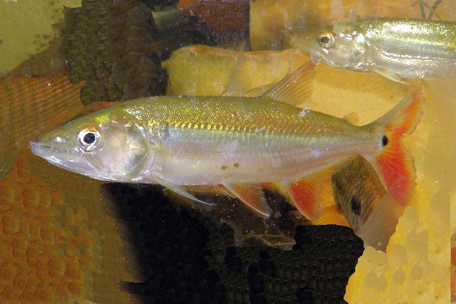 Aphyocharax Anisitsi 3