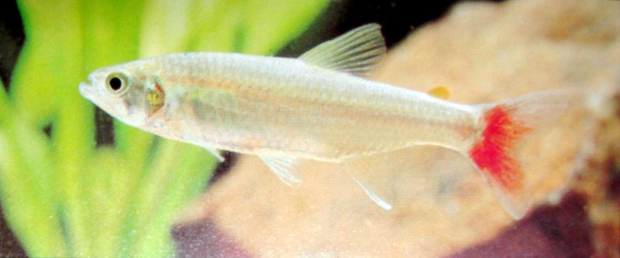 Aphyocharax Anisitsi 5