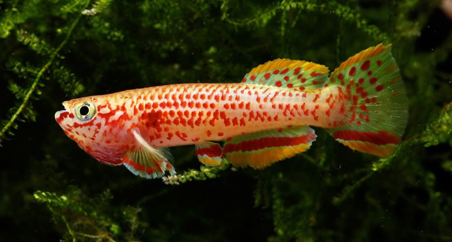 Aphyosemion Gardneri 2