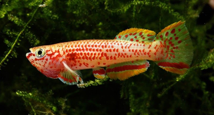Aphyosemion Gardneri 2