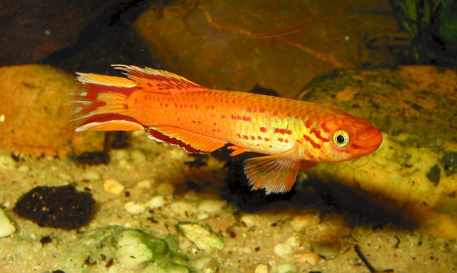 Aphyosemion Gardneri 5