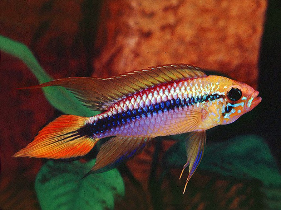 Cíclido Enano de Agassizii