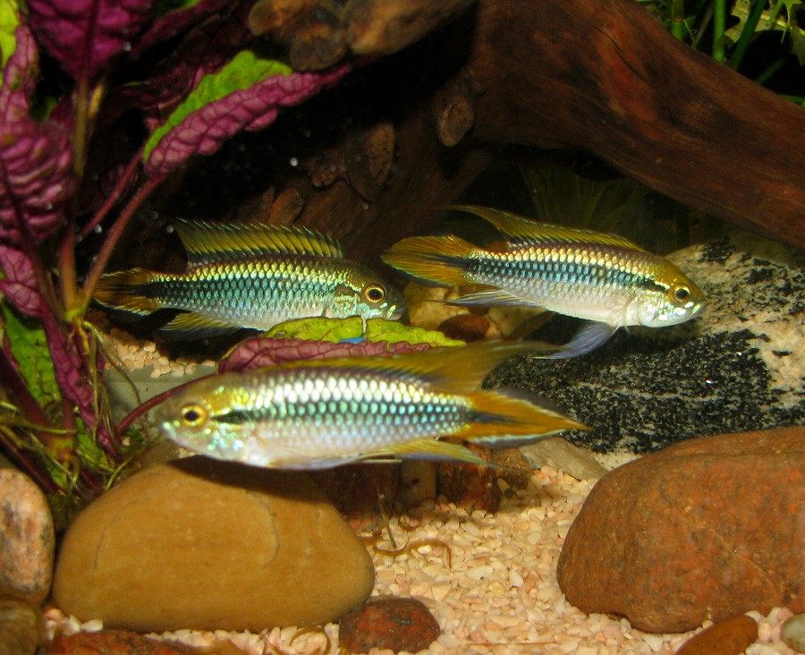 Apistogramma Agassizii 2