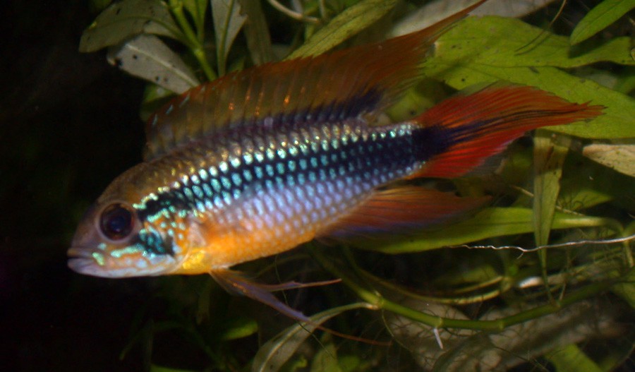Apistogramma Agassizii 3