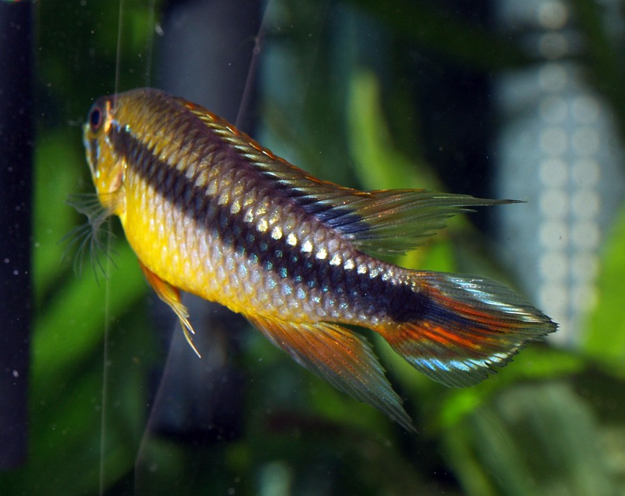 Apistogramma Agassizii 4