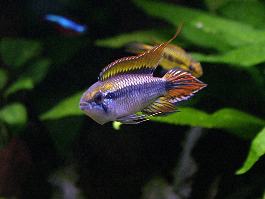 Apistogramma Agassizii 5