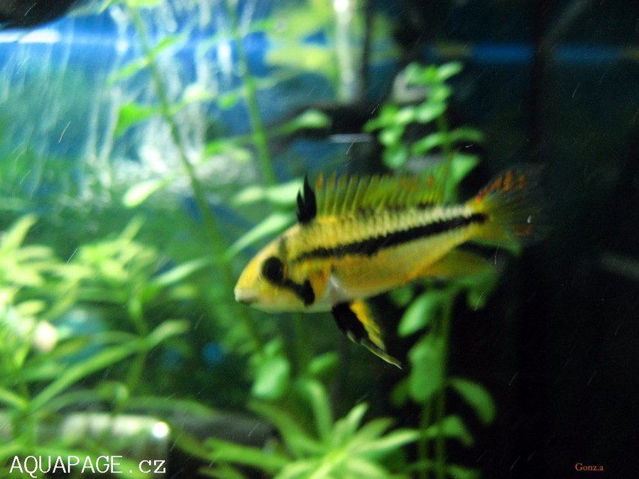 Apistogramma Agassizii 6