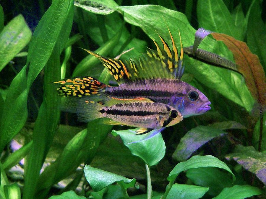 Cacatúa
