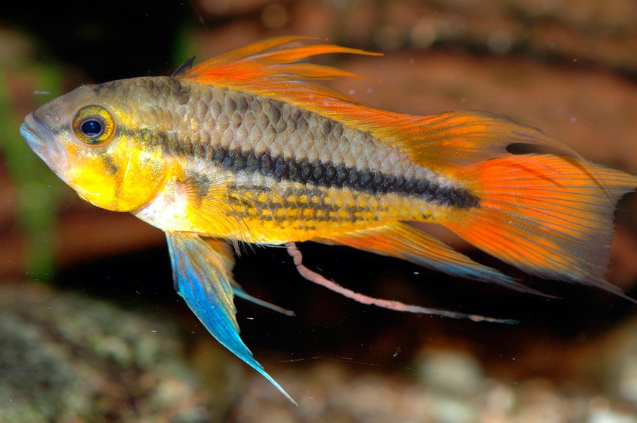 Apistogramma Cacatuoides 2
