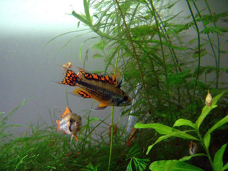 Apistogramma Cacatuoides 3