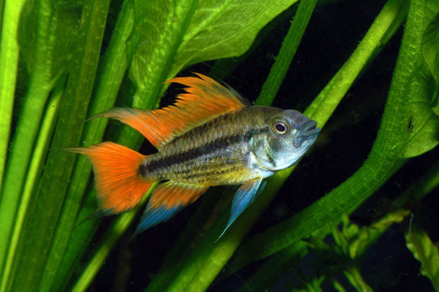 Apistogramma Cacatuoides 4